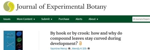 By hook or by crook: how and why do compound leaves stay curved during development?