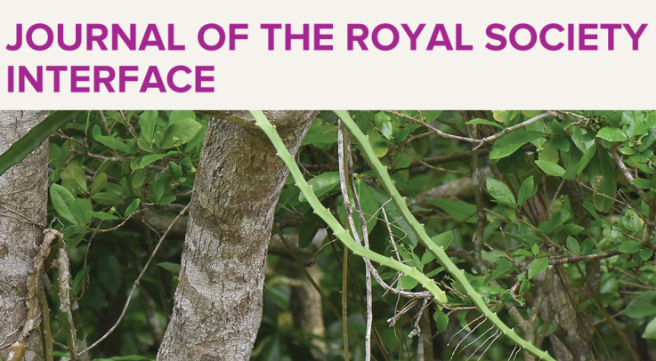 Our picture as cover image of Journal of the Royal Society Interface
