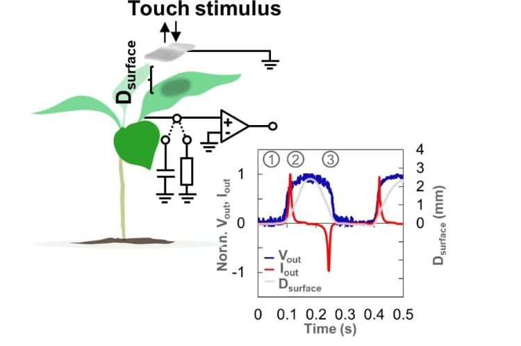 Tribolectric effect in plants